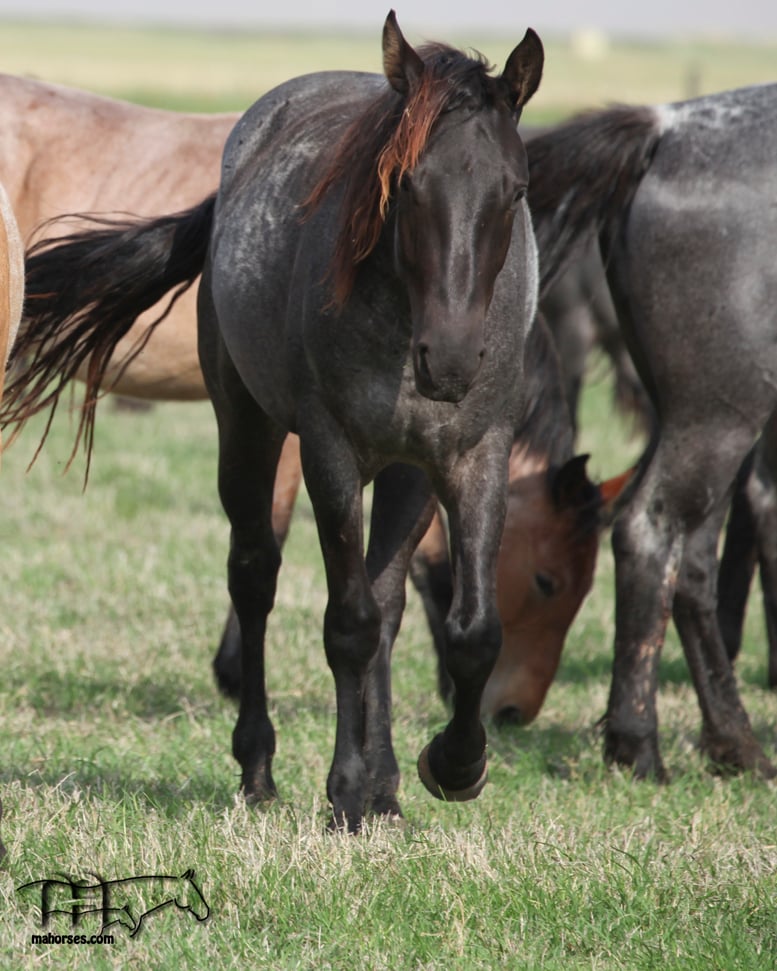 Drifting Dividend MA's 2022 Blue Roan Filly